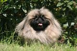 PEKINOIS 166